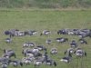 Black Brant at Fleet Head (Steve Arlow) (106543 bytes)